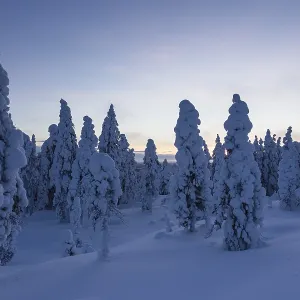 Finnish winter forest at dusk, near Rovaniemi Finnish winter forest at dusk, near Rovaniemi