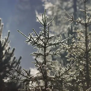 Fir with dew - Alps - Austria