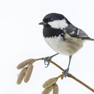Fir tit (Periparus ater) in the snow