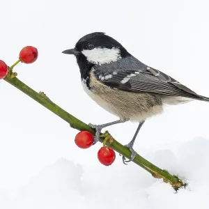 Fir tit (Periparus ater) in the snow