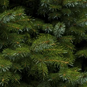 Fir tree branch close up, evergreen tree in the forest or park