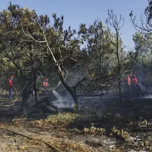 Fire brigade putting out a bush fire Fire brigade putting out a bush fire