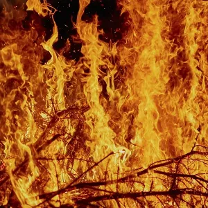Fire, burning dry trees, Germany, Europe Fire, burning dry trees, Germany, Europe