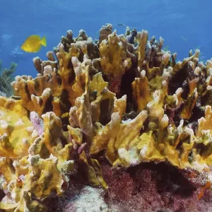 Fire coral (Millepora complanata) Fire coral (Millepora complanata)