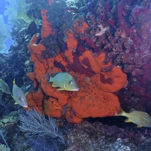 Fire sponge (Tedania ignis) and colourful fish