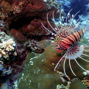 A firefish swims in a colorful coral reef