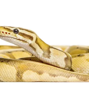Firefly python, isolated on white Firefly python, isolated on white