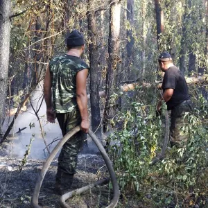 Firemen fighting a bushfire wildfire in the coniferous forest Firemen fighting a bushfire wildfire in the coniferous forest