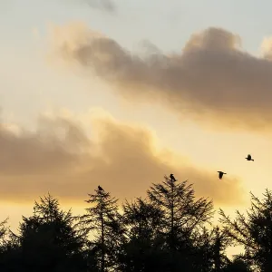 "In the First Morning Light, Ravens Gather" Print "In the First Morning Light, Ravens Gather" Print
