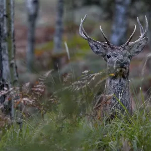 My first red deer photo (Cervus elaphus) from Upper Lusatia in Saxony