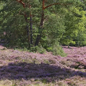 Fischbeker Heide nature reserve