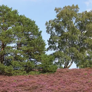 Fischbeker Heide nature reserve