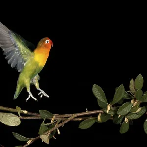 Fischer's Lovebird (agapornis fischeri) Fischer's Lovebird (agapornis fischeri)