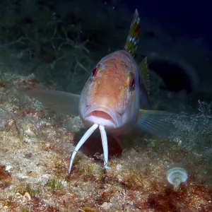 Fish with barbels at the bottom of the sea swims across corals and sand