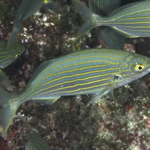 Fish with distinctive stripes, gold stripes (Sarpa salpa)