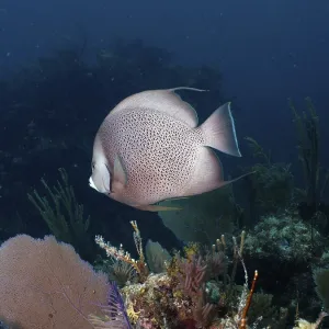 A fish with a dot pattern, Gray angelfish (Pomacanthus arcuatus)