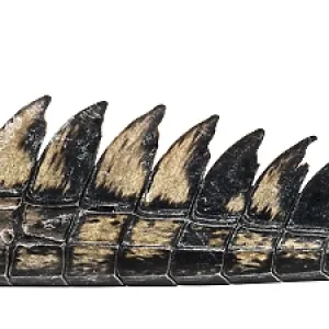 Detail of a Fish-eating crocodile tail Detail of a Fish-eating crocodile tail