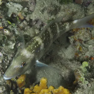 Green-Brown Dentex on House Reef Print, Pula, Croatia