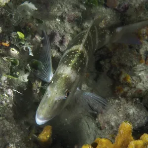 Dentex Dentex at House Reef, Pula, Croatia - Print
