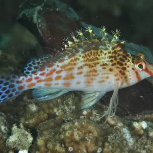 A fish with patterned fins, Falk's coral guardian (Cirrhitichthys falco) A fish with patterned fins, Falk's coral guardian (Cirrhitichthys falco)