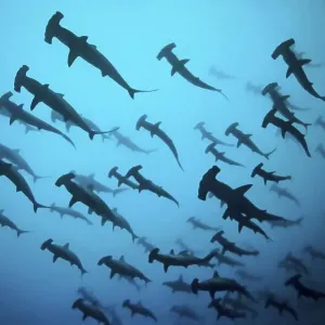 Fish school, shoal Scalloped Hammerheads ( Sphyrna lewini) in turbid water Fish school, shoal Scalloped Hammerheads ( Sphyrna lewini) in turbid water