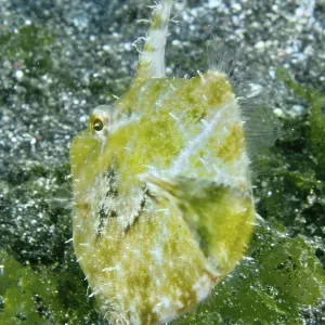 A fish with a spiny fin, seagrass filefish (Acreichthys tomentosus)