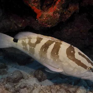 A fish with a striped pattern, Nassau grouper (Epinephelus striatus)