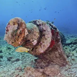 Fish swimming near a winch of an old sunken shipwreck on the seabed Fish swimming near a winch of an old sunken shipwreck on the seabed