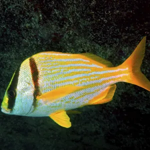 Fish with a yellow stripe pattern