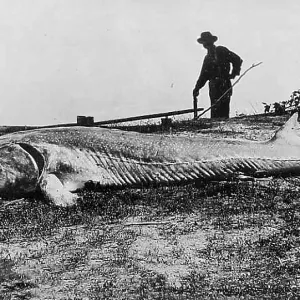 Fisherman with caught large sturgeon