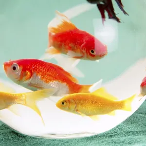 Fishes in a round glass bowl red carps green background Fishes in a round glass bowl red carps green background
