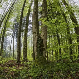 Fisheye perspective, trees, forest