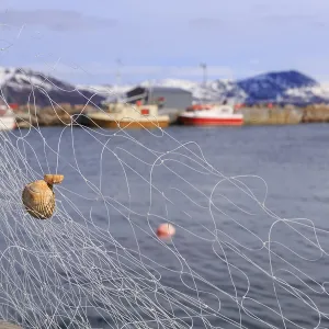 Fishing net with mussel, Tromvik