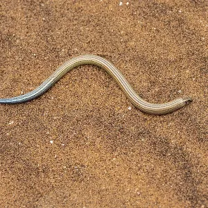 FitzSimon's burrowing skink or short blind dart skink