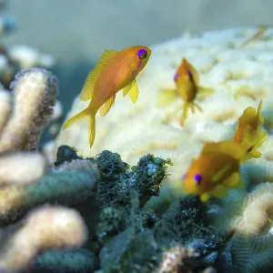 Flag perch in coral reef, Red Sea Flag perch in coral reef, Red Sea