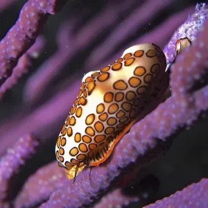 Flamingo tongue snail (Cyphoma gibbosum) on bush coral Flamingo tongue snail (Cyphoma gibbosum) on bush coral