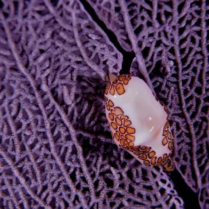 Flamingo Tongue Snail on Purple Sea Fan Print, Florida Keys