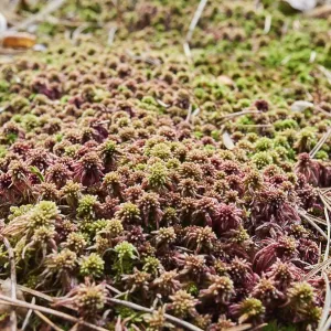 Flat-topped bogmoss (Sphagnum fallax) Frankonia