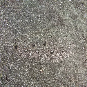 A flatfish, angler butt (Asterorhombus fijiensis) A flatfish, angler butt (Asterorhombus fijiensis)