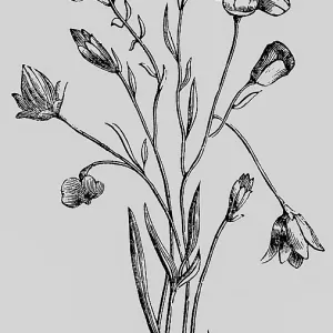 Flax or linen (Linum) plant with flower and stem