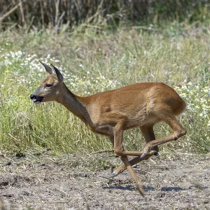 Fleeing European roe deer (Capreolus capreolus) doe Fleeing European roe deer (Capreolus capreolus) doe