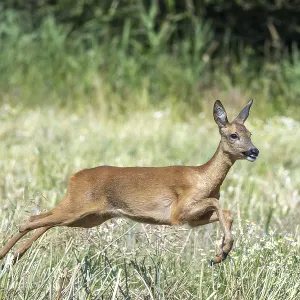 Fleeing European roe deer (Capreolus capreolus) doe Fleeing European roe deer (Capreolus capreolus) doe
