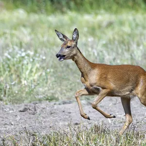 Fleeing European roe deer (Capreolus capreolus) doe Fleeing European roe deer (Capreolus capreolus) doe