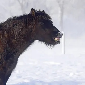 Flehmendes Icelandic horse (Equus islandicus) standing in winter in the fog on a meadow covered with snow Flehmendes Icelandic horse (Equus islandicus) standing in winter in the fog on a meadow covered with snow