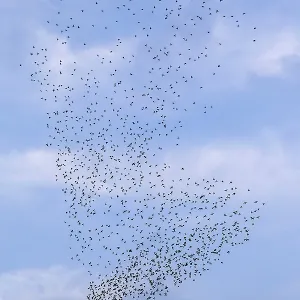 The flight formation of the flock of starlings (Sturnus vulgaris) resembles an elephant's foot