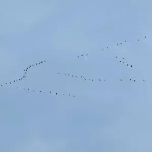 Flock of birds, cranes, Tister Bauernmoor