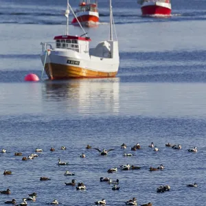 A flock of common eiders (Somateria mollissima) swimming at sea in front of fishing boats in winter A flock of common eiders (Somateria mollissima) swimming at sea in front of fishing boats in winter
