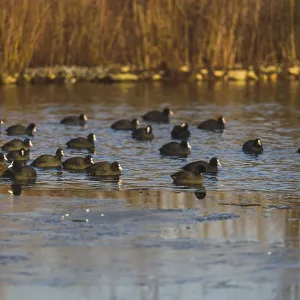 A flock of ducks floating on a serene reflective marsh A flock of ducks floating on a serene reflective marsh