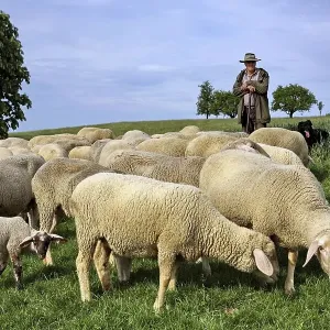 Flock of sheep Flock of sheep