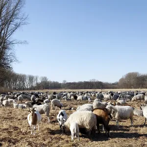 Flock of sheep